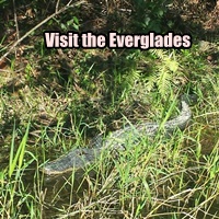 visit the everglades (2)